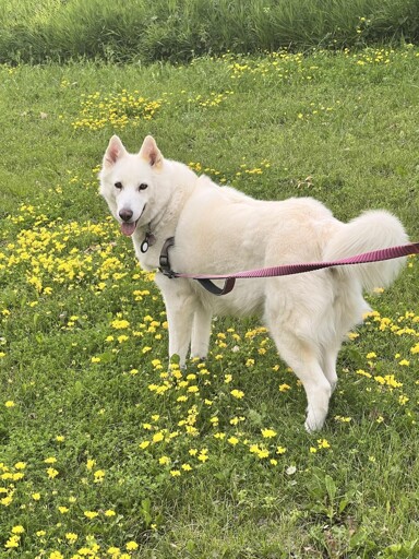A white husky/shephard mix standing in the middle of a grassy field surrounded by yellow flowers