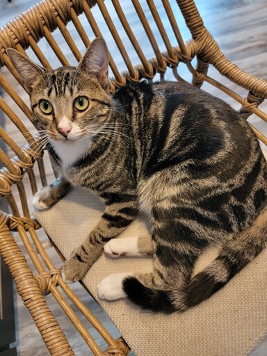 Grey and black tabby cat laying in a chair with a heart shaped marking on her side. 