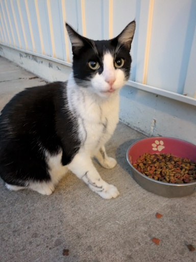 tuxedo cat 