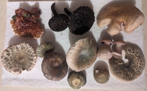 A colorful variety of mushrooms lay on a paper towel, including a lobe of tan and cream shiny ganoderma, black hairy old man of the woods, cream and purple stubby laccarias and cream with cracked green cap russulas.