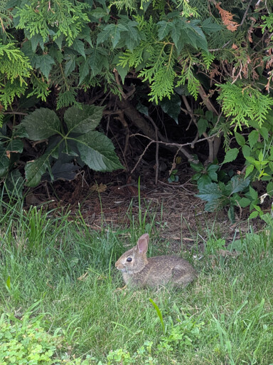 Wild baby rabbit sitting like a loaf in front of an opening in a hedge