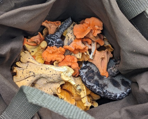 A peek into a tan canvas bag shows a pile of yellow smooth chanterelles, orange cinnabar chanterelles and a few black, hairy old-man-of-the-woods mushrooms.