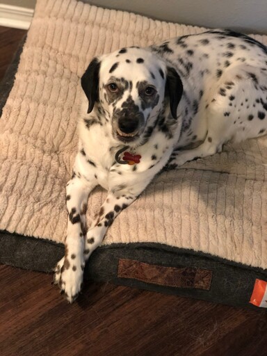 A dalmatian dog is laying on her bed, staring directly into the camera. Her paws are crossed and slightly hanging off of the bed. 