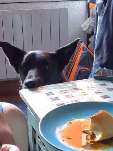 a black german shepperd-ish dog with his nose bumping the edge of the table
his ears are pulled to the sides
there's a plate of flan om the table and he's asking for it a black german shepperd-ish dog with his nose bumping the edge of the table
his ears are pulled to the sides
there's a plate of flan om the table and he's asking for it