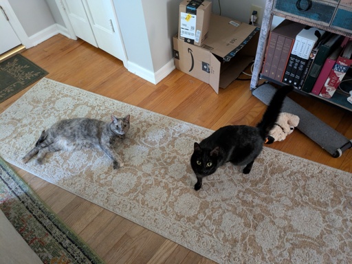 two cats on a carpet 