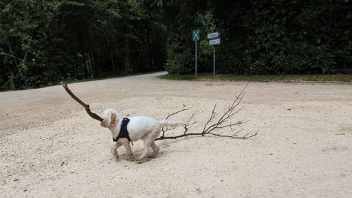 A white cockapoo carrying a branch that is 5 times her body length